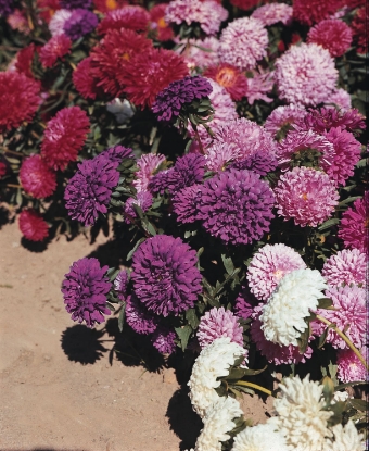 Picture of Aster - Dwarf Queen Mixed
